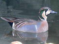 Baikal Teal